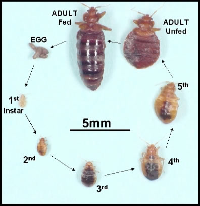 Bed Bug Lifecycle